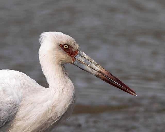 Free download stork wild bird lake close up free picture to be edited with GIMP free online image editor