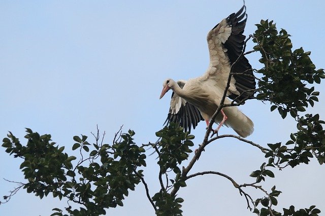 Gratis download Stork Wing Tree - gratis foto of afbeelding om te bewerken met GIMP online afbeeldingseditor