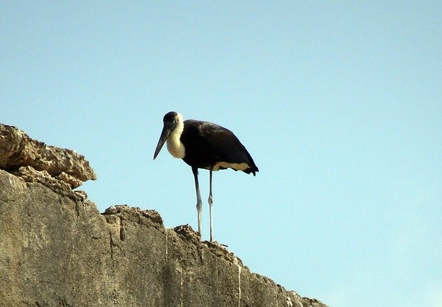 Free download Stork Woolly Necked Ciconia -  free photo or picture to be edited with GIMP online image editor
