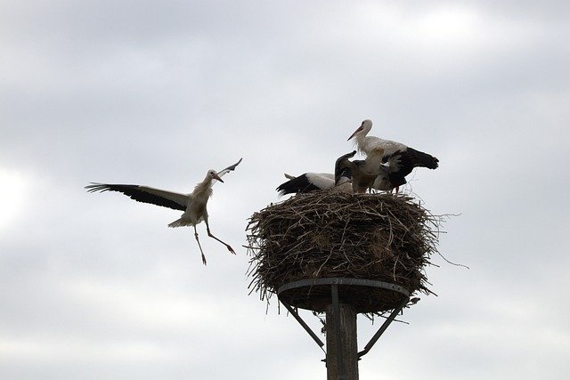 Free picture Stork Young Bird Flight -  to be edited by GIMP free image editor by OffiDocs