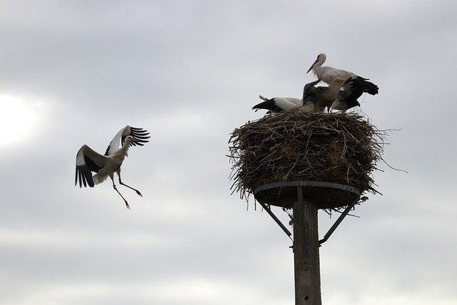 Free picture Stork Young Bird Nest -  to be edited by GIMP free image editor by OffiDocs