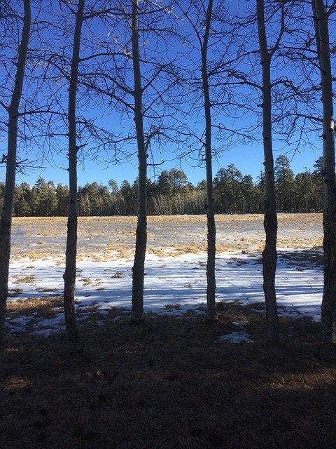 Bezpłatne pobieranie Straight Trees Winter - bezpłatne zdjęcie lub obraz do edycji za pomocą internetowego edytora obrazów GIMP