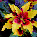 Strange leaf  screen for extension Chrome web store in OffiDocs Chromium