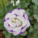 Strangely beautiful flower  screen for extension Chrome web store in OffiDocs Chromium