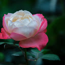 Strangely beautiful roses  screen for extension Chrome web store in OffiDocs Chromium