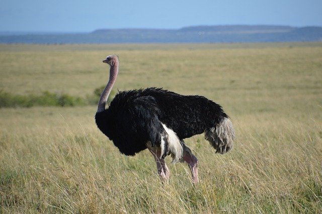 Descărcare gratuită Strauss Animal Africa - fotografie sau imagini gratuite pentru a fi editate cu editorul de imagini online GIMP