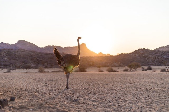 Free download Strauss Bird Bouquet Sunset -  free photo or picture to be edited with GIMP online image editor