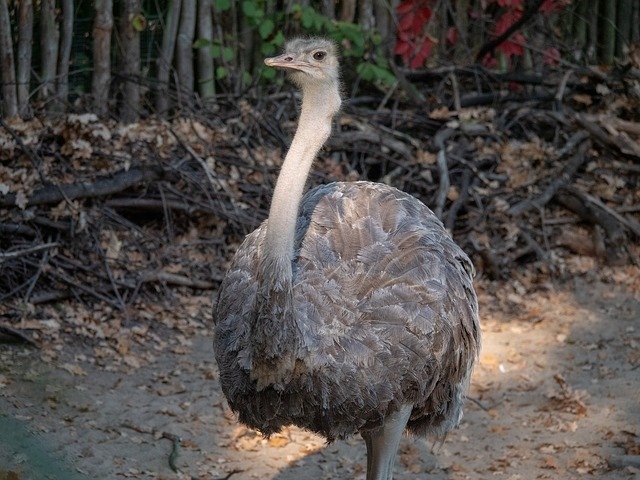 Descărcare gratuită Strauss South Africa Zoo - fotografie sau imagini gratuite pentru a fi editate cu editorul de imagini online GIMP