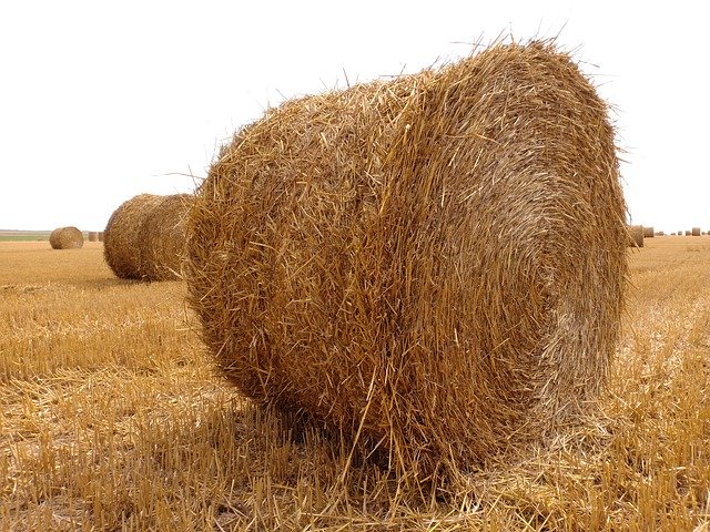 Descărcare gratuită Straw Bale Harvest Agriculture - fotografie sau imagini gratuite pentru a fi editate cu editorul de imagini online GIMP