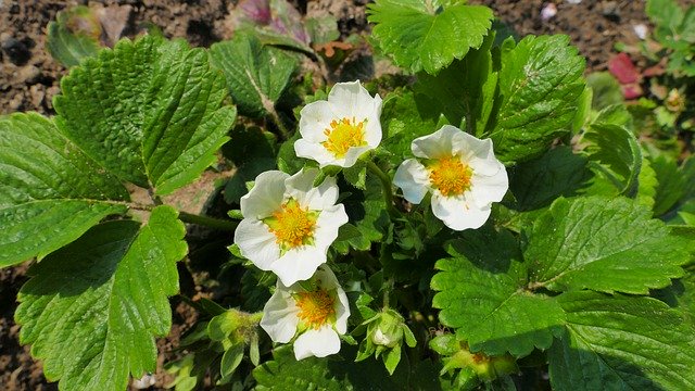 Descărcare gratuită Strawberries Flowers Spring - fotografie sau imagini gratuite pentru a fi editate cu editorul de imagini online GIMP