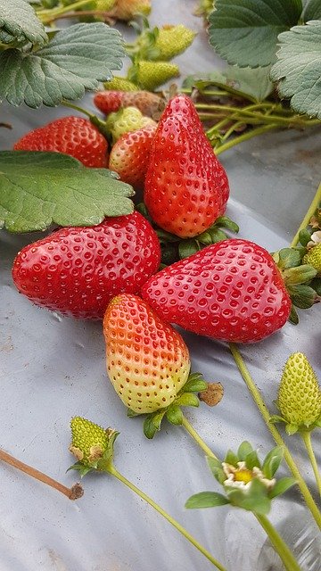 Free download Strawberries Food Nature -  free photo or picture to be edited with GIMP online image editor