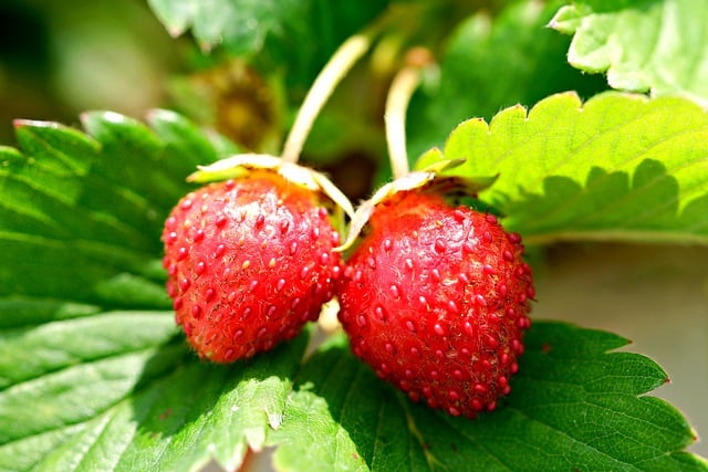 Kostenloser Download von Erdbeeren, Früchten, Pflanzen, gesund, kostenloses Bild, das mit dem kostenlosen Online-Bildeditor GIMP bearbeitet werden kann