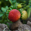 Strawberries on ice  screen for extension Chrome web store in OffiDocs Chromium