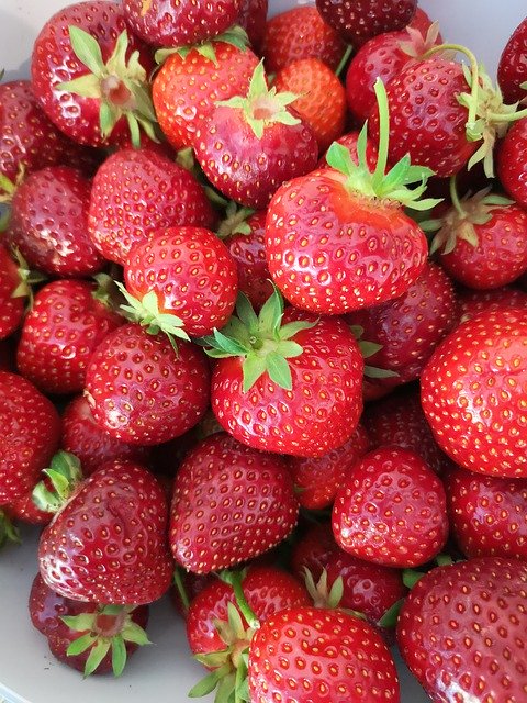 Free download Strawberries Strawberry Field -  free photo or picture to be edited with GIMP online image editor