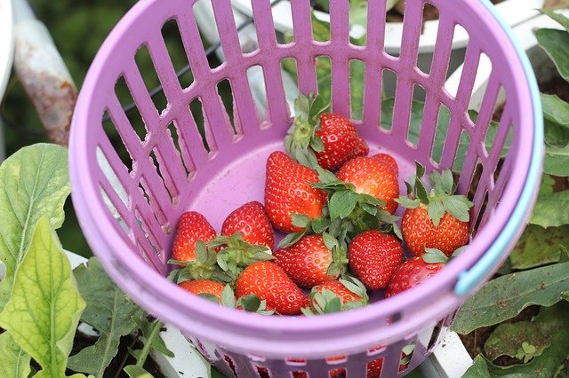 Muat turun percuma Strawberry Basket Red - foto atau gambar percuma untuk diedit dengan editor imej dalam talian GIMP