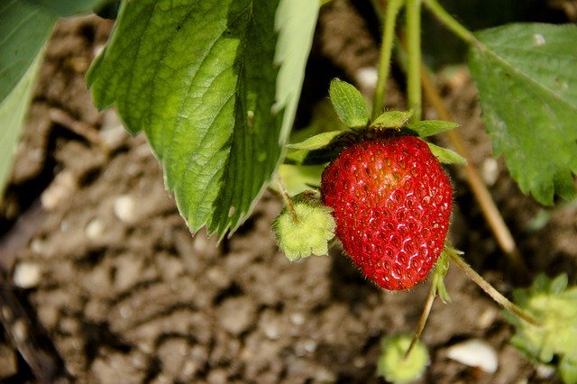 Free download Strawberry Berry Fruit -  free photo or picture to be edited with GIMP online image editor