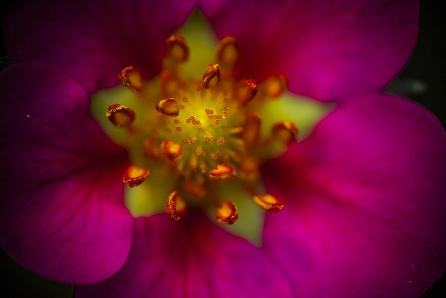 Free download strawberry flower bloom nature free picture to be edited with GIMP free online image editor
