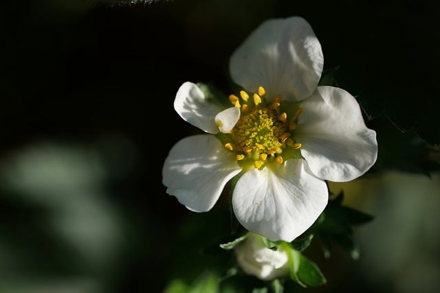 Free download strawberry flower close up spring free picture to be edited with GIMP free online image editor
