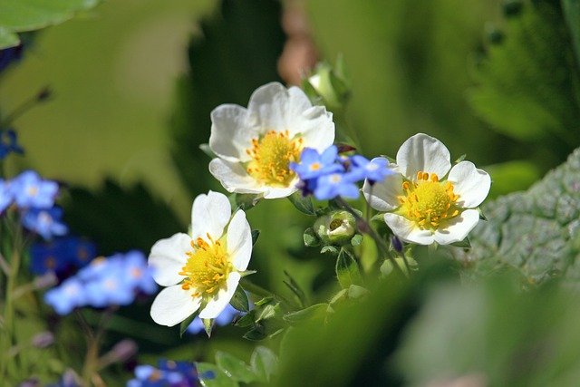 Free download strawberry flower strawberries free picture to be edited with GIMP free online image editor