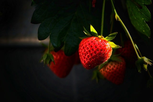 Free download strawberry fruit berry plant free picture to be edited with GIMP free online image editor