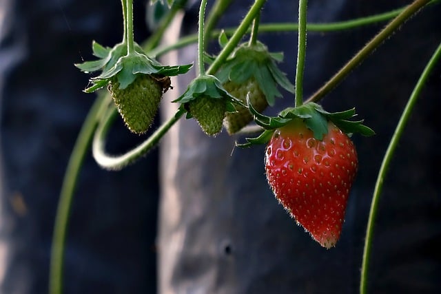 Free download strawberry fruit fresh organic free picture to be edited with GIMP free online image editor