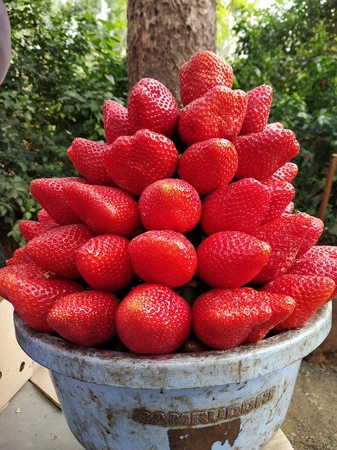 Free download Strawberry Fruit Mahabaleshwar -  free photo or picture to be edited with GIMP online image editor