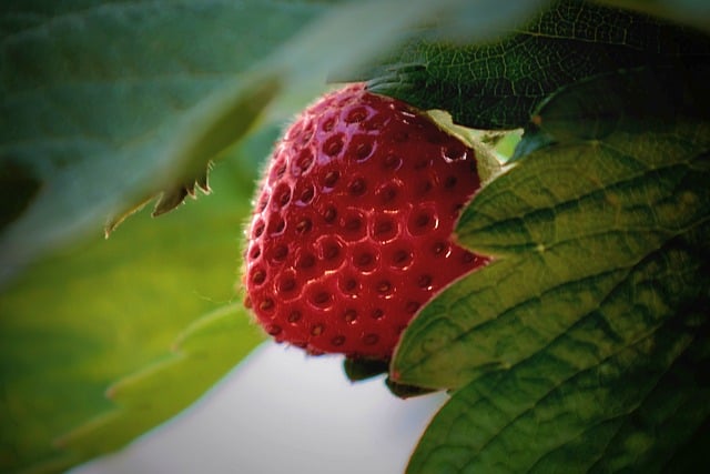 Free download strawberry fruit strawberry plant free picture to be edited with GIMP free online image editor