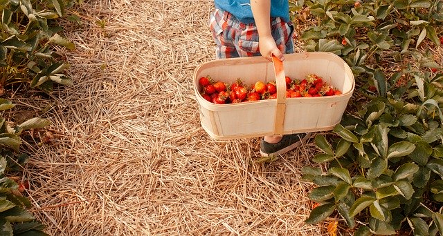 Gratis download Strawberry Picking Fruit - gratis foto of afbeelding om te bewerken met GIMP online afbeeldingseditor