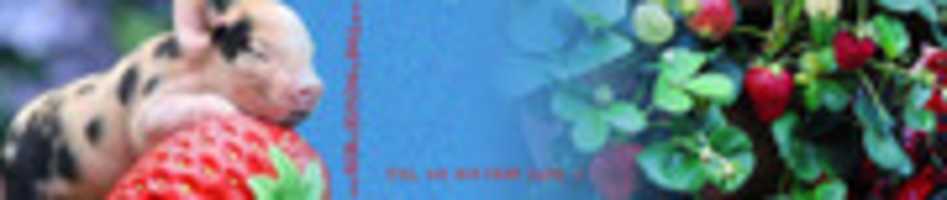 Free download Strawberry Pig Header free photo or picture to be edited with GIMP online image editor