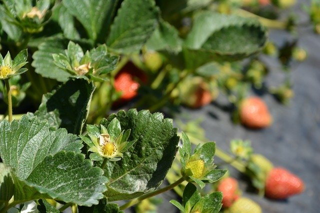 Descarga gratuita Strawberry Planting Harvest: foto o imagen gratuita para editar con el editor de imágenes en línea GIMP