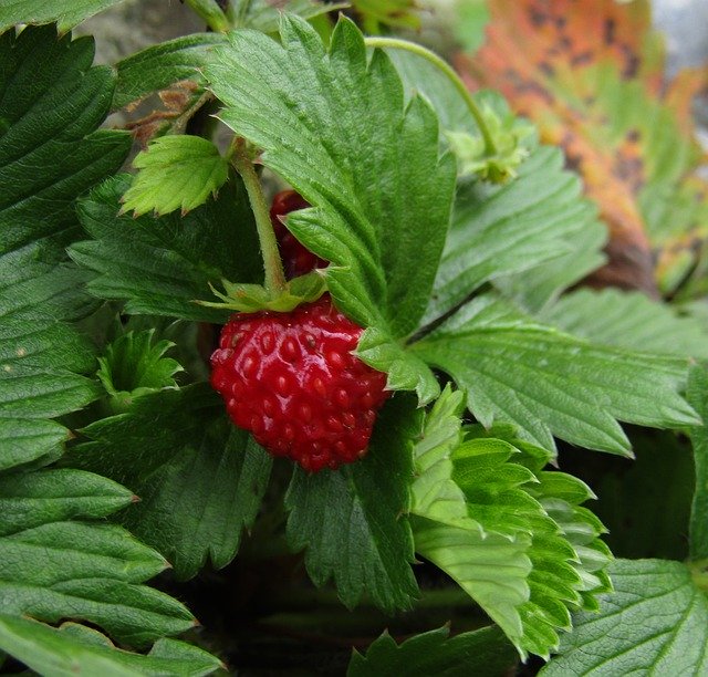 הורדה חינם Strawberry Red Wild Strawberries - תמונה או תמונה בחינם לעריכה עם עורך התמונות המקוון GIMP