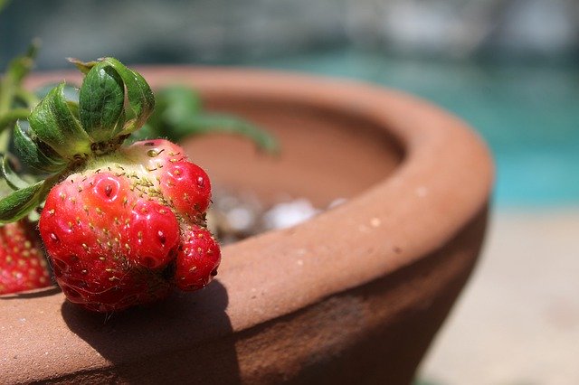Unduh gratis Strawberry Ripe Growing - foto atau gambar gratis untuk diedit dengan editor gambar online GIMP