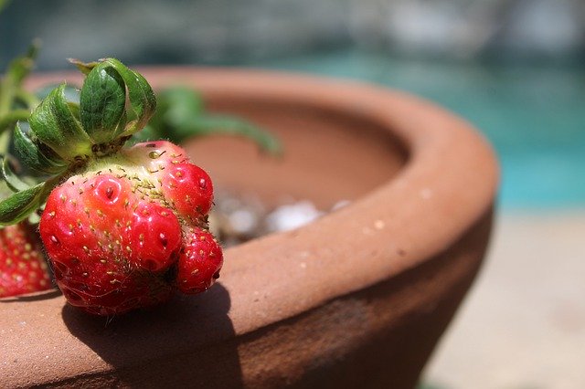 ดาวน์โหลดฟรี Strawberry Ripe Growing - รูปภาพหรือรูปภาพที่จะแก้ไขด้วยโปรแกรมแก้ไขรูปภาพออนไลน์ GIMP ได้ฟรี