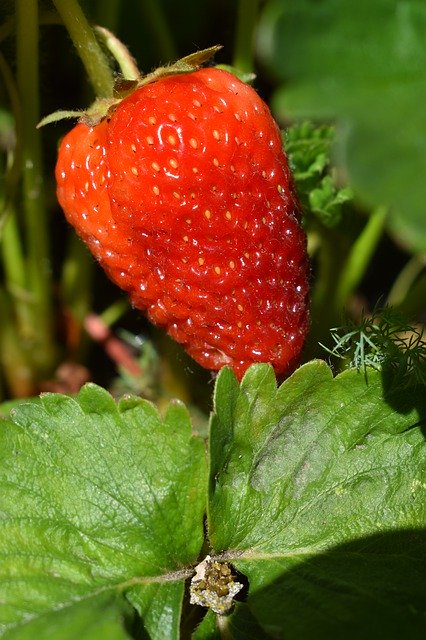 Free download Strawberry Spring Blooming -  free photo or picture to be edited with GIMP online image editor