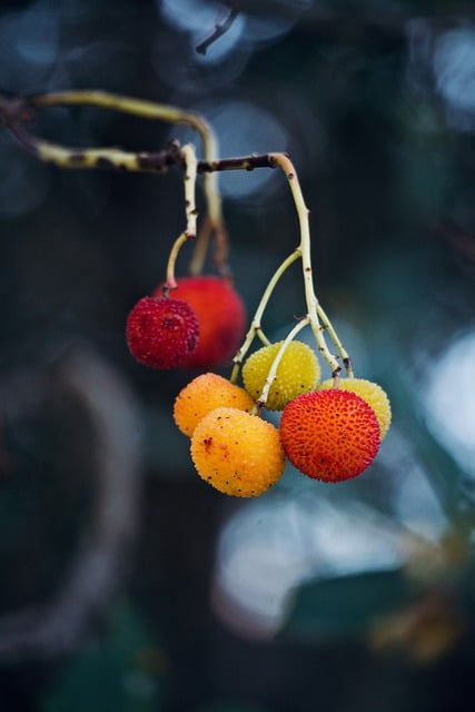 Free download strawberry tree fruit nature tree free picture to be edited with GIMP free online image editor