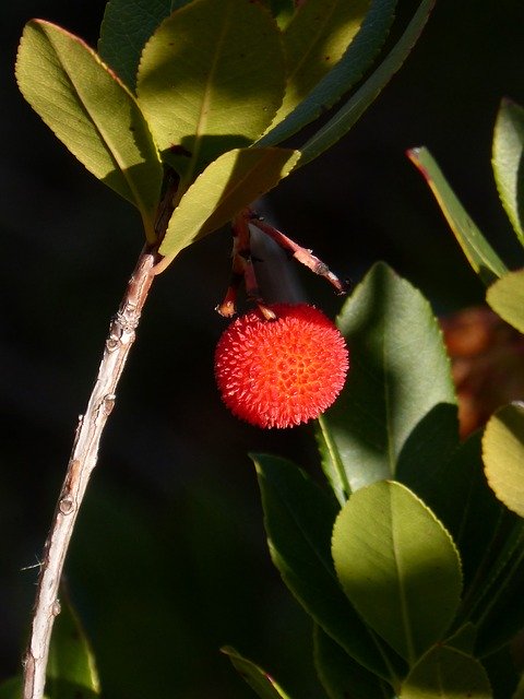 Бесплатно загрузите Strawberry Tree Fruits Of The - бесплатную фотографию или картинку для редактирования с помощью онлайн-редактора изображений GIMP