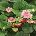 Strawberry tree wallpaper  screen for extension Chrome web store in OffiDocs Chromium