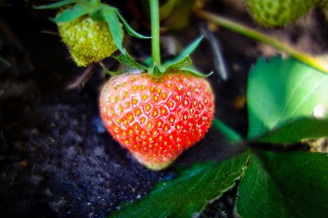 Free download Strawberry Unripe -  free photo or picture to be edited with GIMP online image editor