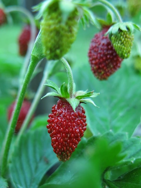 Free download strawberry wild strawberry nut fruit free picture to be edited with GIMP free online image editor
