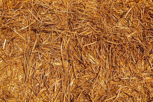 Descarga gratuita Straw Dry Agriculture - foto o imagen gratuita para editar con el editor de imágenes en línea GIMP