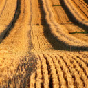 Straw field  screen for extension Chrome web store in OffiDocs Chromium