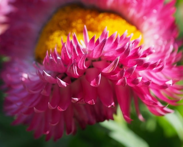 Free download straw flower blossom bloom close up free picture to be edited with GIMP free online image editor