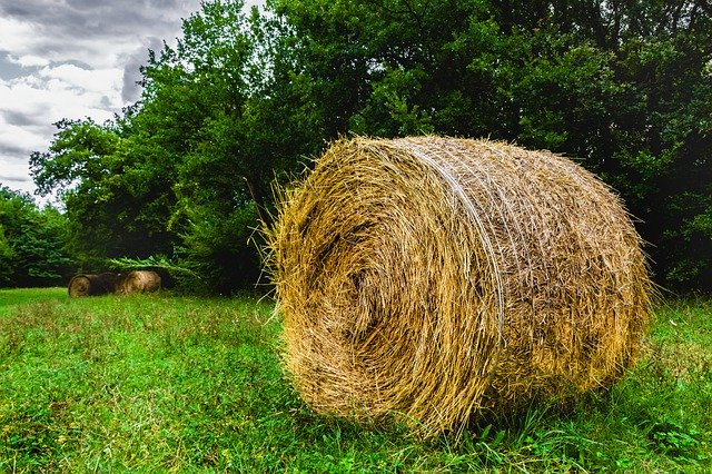 Free download Straw Hay Agriculture -  free photo or picture to be edited with GIMP online image editor