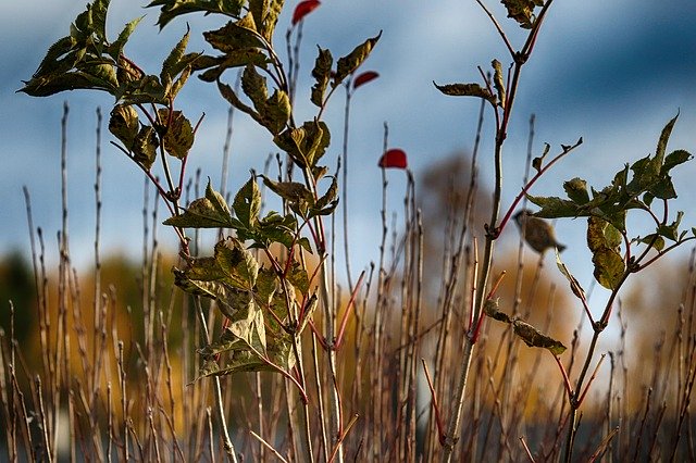 Download gratuito Straw Nature Landscape - foto o immagine gratuita da modificare con l'editor di immagini online di GIMP