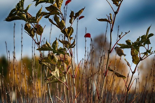 Free download Straw Nature Landscape -  free photo or picture to be edited with GIMP online image editor