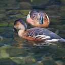 Stream ducks  screen for extension Chrome web store in OffiDocs Chromium