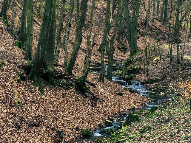 Free download stream flow forest landscape free picture to be edited with GIMP free online image editor