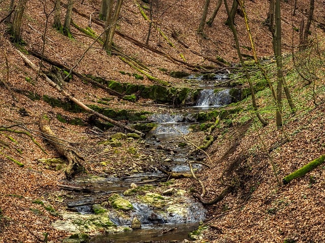 Free download stream flow forest nature free picture to be edited with GIMP free online image editor