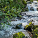 streams and leaves  screen for extension Chrome web store in OffiDocs Chromium