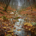 streams of water and falling leaves  screen for extension Chrome web store in OffiDocs Chromium